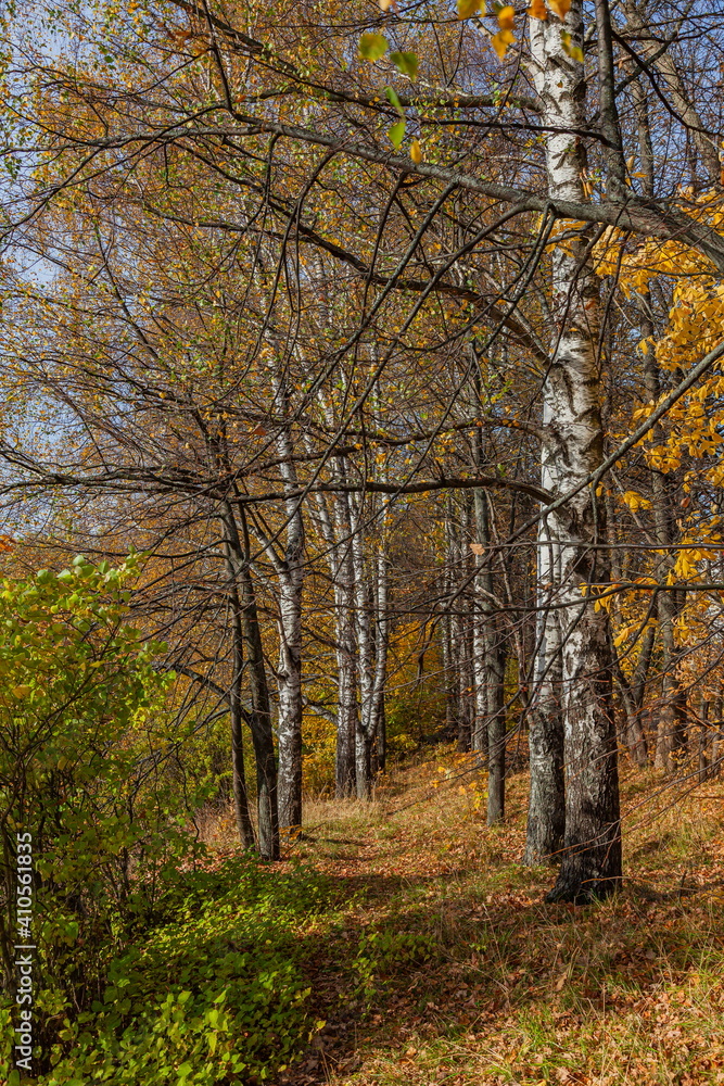 Fototapeta premium Yellow foliage on autumn day