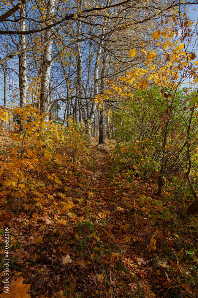 Fototapeta premium Yellow foliage on autumn day