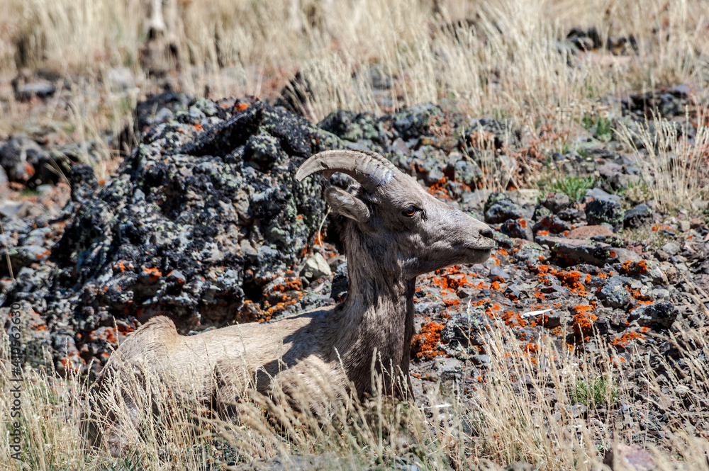 Bighorn (Ovis canadensis) in Yellowstone National Park, USA Bighorn (Ovis canadensis) in Yellowstone National Park, USA