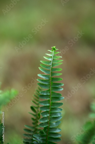 Growing nephrotic plants photo