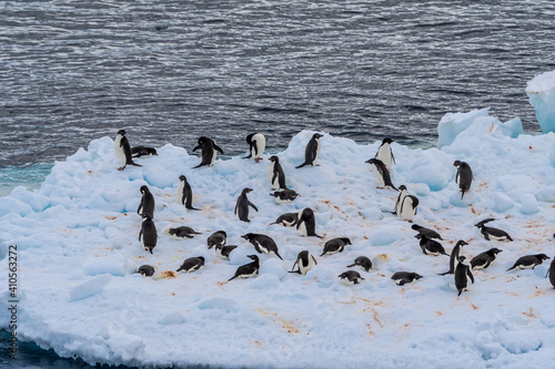 Adelie Penguins (Pygoscelis adeliae) in South Atlantic Ocean, Southern Ocean, Antarctica