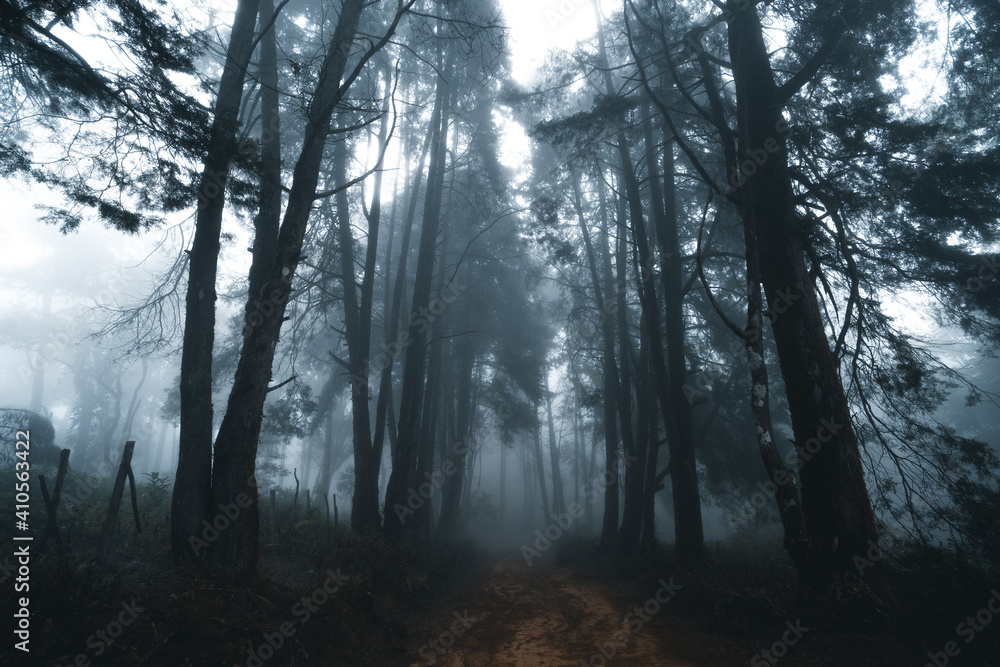 Fototapeta premium Misty forest,Fog and pine forest in the winter tropical forest