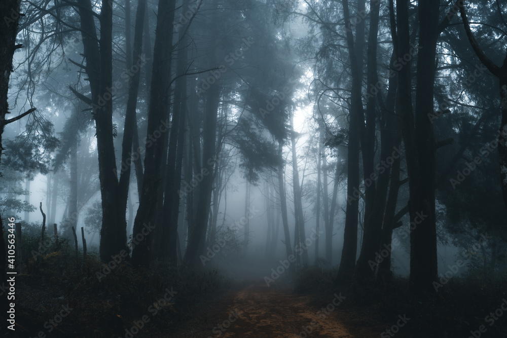 Misty forest,Fog and pine forest in the winter tropical forest
