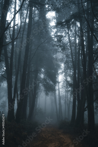 Misty forest Fog and pine forest in the winter tropical forest