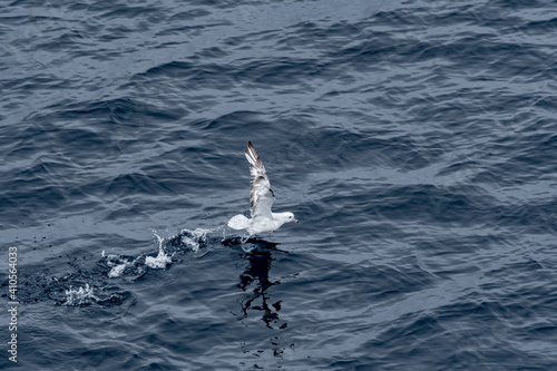 Southern Fulmar (Fulmarus glacialoides) in South Atlantic Ocean, Southern Ocean, Antarctica photo