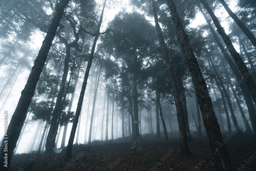Obraz premium Misty forest,Fog and pine forest in the winter tropical forest