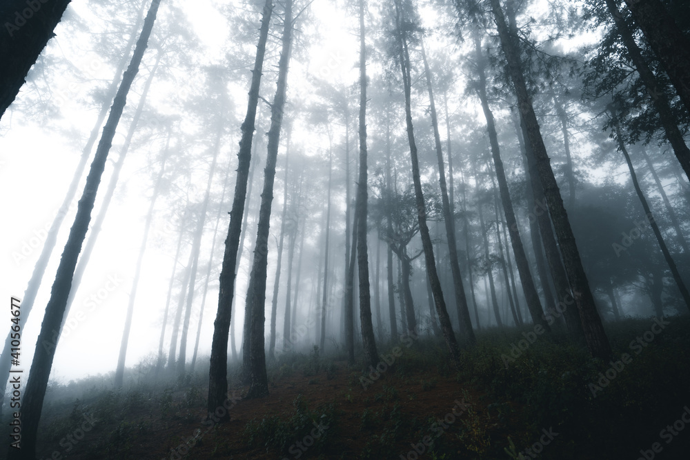 Obraz premium Misty forest,Fog and pine forest in the winter tropical forest