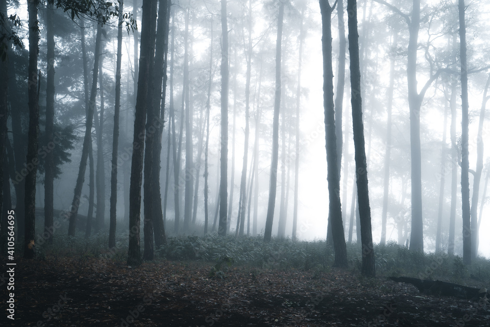Fototapeta premium Misty forest,Fog and pine forest in the winter tropical forest