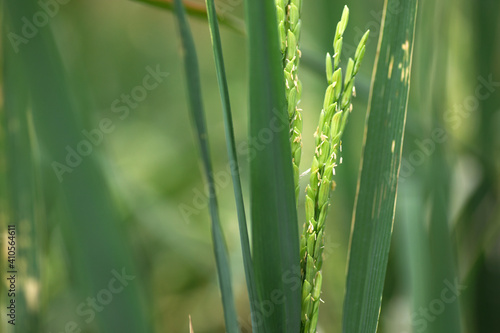 Rice in grain filling