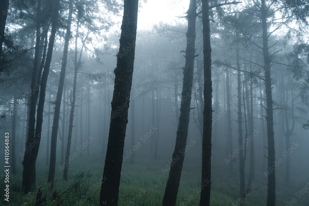 Obraz premium Misty forest,Fog and pine forest in the winter tropical forest