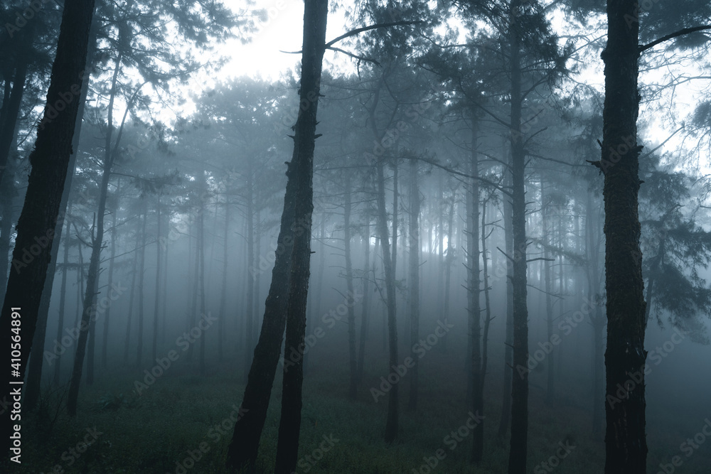 Fototapeta Misty forest,Fog and pine forest in the winter tropical forest