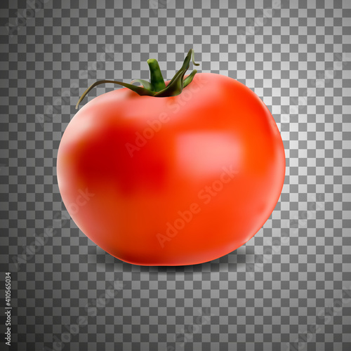 Realistic tomato in vector