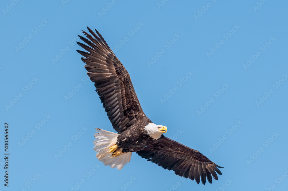 Bald Eagle (Haliaeetus leucocephalus) at Chowiet Island, Semidi Islands, Alaska, USA Bald Eagle (Haliaeetus leucocephalus) at Chowiet Island, Semidi Islands, Alaska, USA