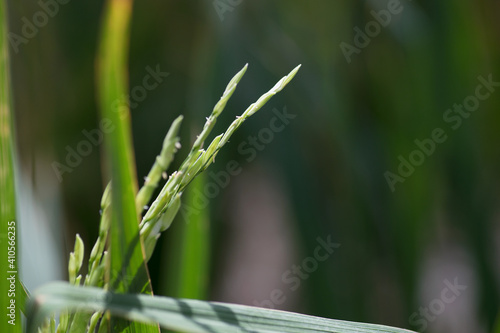 Rice at grain filling stage photo