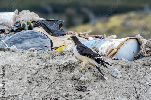 White-throated Caracara (Phalcoboenus albogularis) in the dump in Ushuaia area, Land of Fire (Tierra del Fuego), Argentina