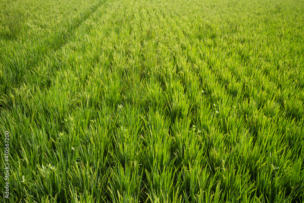 rice paddy field rice paddy field
