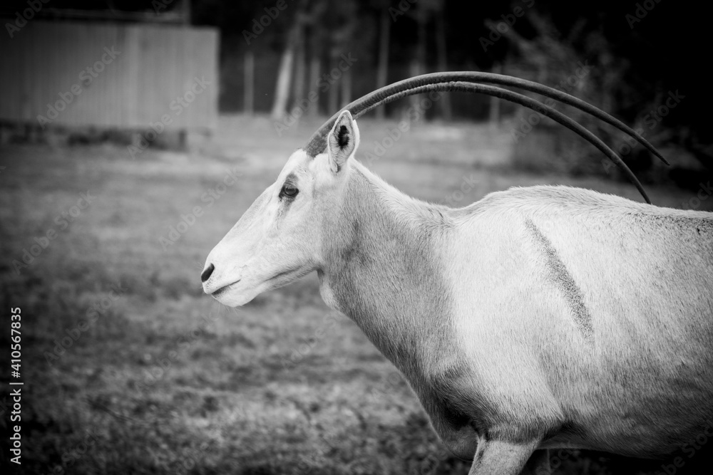 Obraz premium goat in the zoo