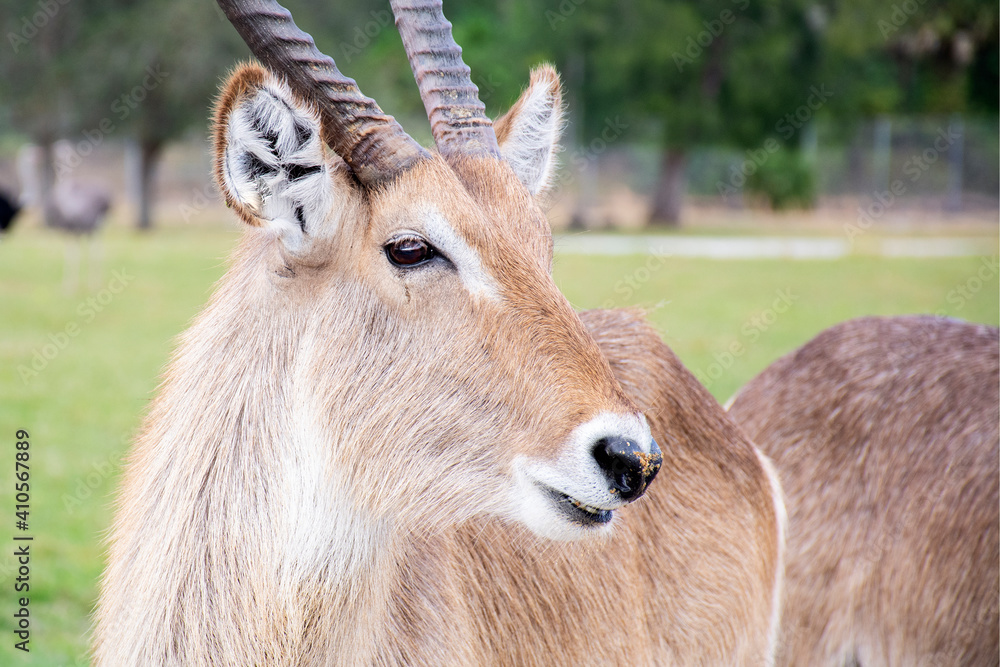 Fototapeta premium antelope in the zoo