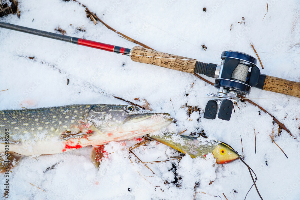 Spinning rod with baitcasting reel, bait and caught a pike lying on snow in  the winter Stock Photo