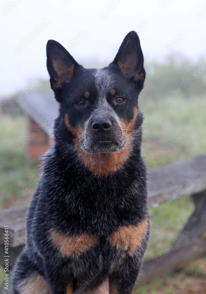 Closeup of beautiful Australian Cattle Dog also known as a Blue Heeler with perfect markings Closeup of beautiful Australian Cattle Dog also known as a Blue Heeler with perfect markings