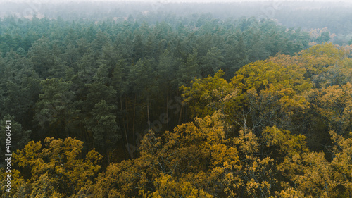 Beautiful autumn forest from above. Aerial view