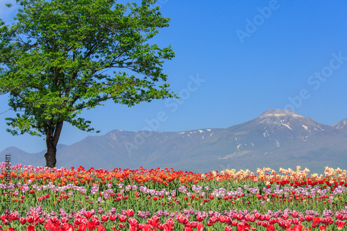 Wallpaper Mural 那須町　那須フラワーワールドのチューリップ畑 Torontodigital.ca
