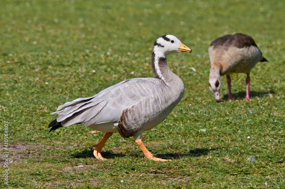 Feral Bar-headed (Anser indicus) and Feral Egyptian (Alopochen aegyptiacus) Geese in park, Keil, Schleswig-Holstein, Germany Feral Bar-headed (Anser indicus) and Feral Egyptian (Alopochen aegyptiacus) Geese in park, Keil, Schleswig-Holstein, Germany