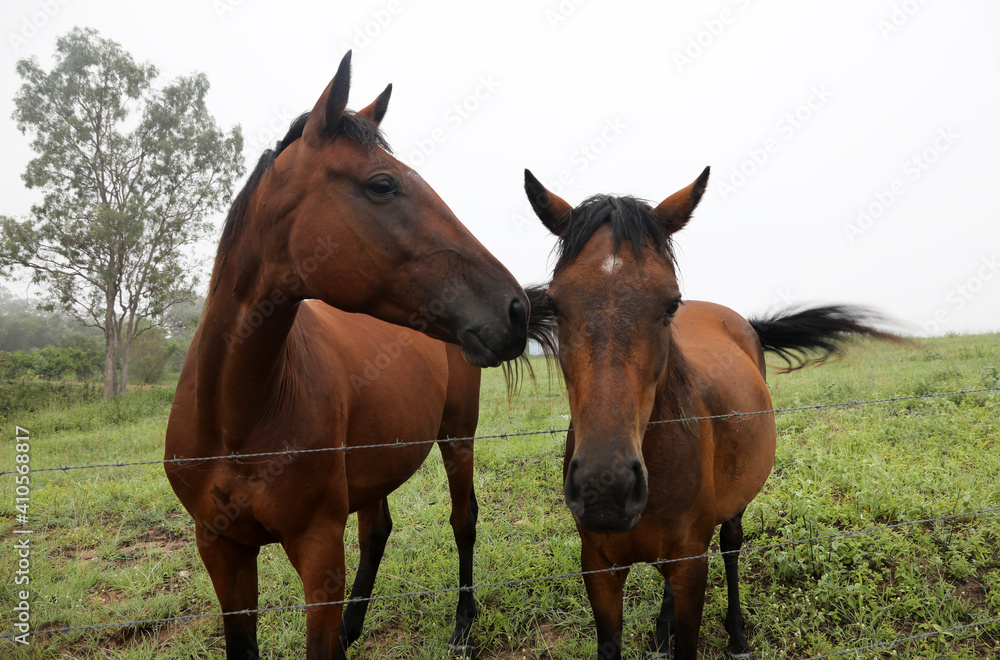 Beautiful brown chestnut horses in field of green grass in the countryside Queensland Australia Beautiful brown chestnut horses in field of green grass in the countryside Queensland Australia
