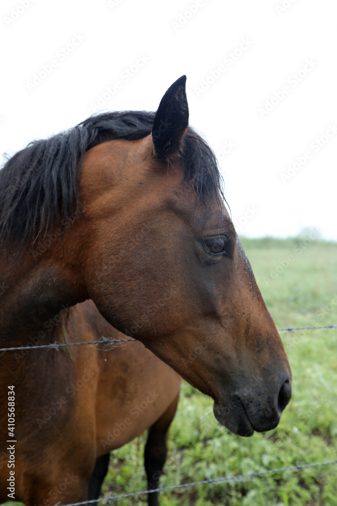 Beautiful brown chestnut horses in field of green grass in the countryside Queensland Australia Beautiful brown chestnut horses in field of green grass in the countryside Queensland Australia