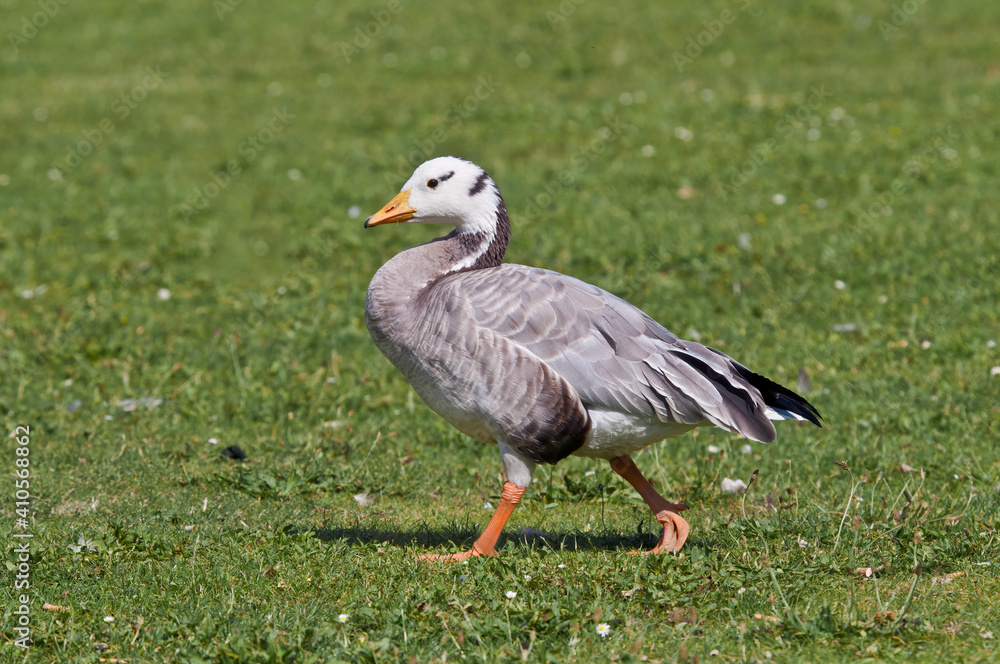 Feral Bar-headed Goose (Anser indicus) in park, Keil, Schleswig-Holstein, Germany Feral Bar-headed Goose (Anser indicus) in park, Keil, Schleswig-Holstein, Germany