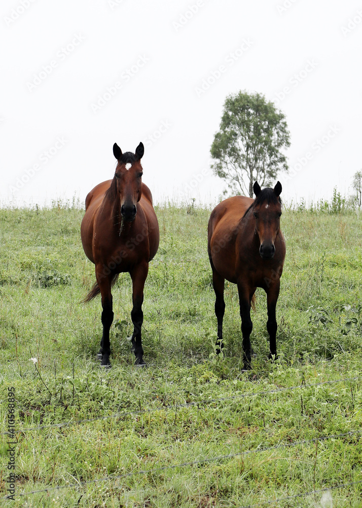 Beautiful brown chestnut horses in field of green grass in the countryside Queensland Australia Beautiful brown chestnut horses in field of green grass in the countryside Queensland Australia