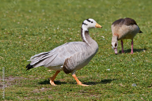 Feral Bar-headed (Anser indicus) and Feral Egyptian (Alopochen aegyptiacus) Geese in park, Keil, Schleswig-Holstein, Germany