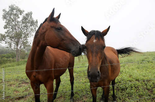 Beautiful brown chestnut horses in field of green grass in the countryside Queensland Australia