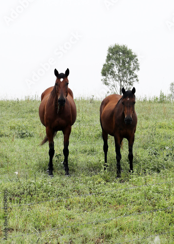 Beautiful brown chestnut horses in field of green grass in the countryside Queensland Australia © jacquimartin