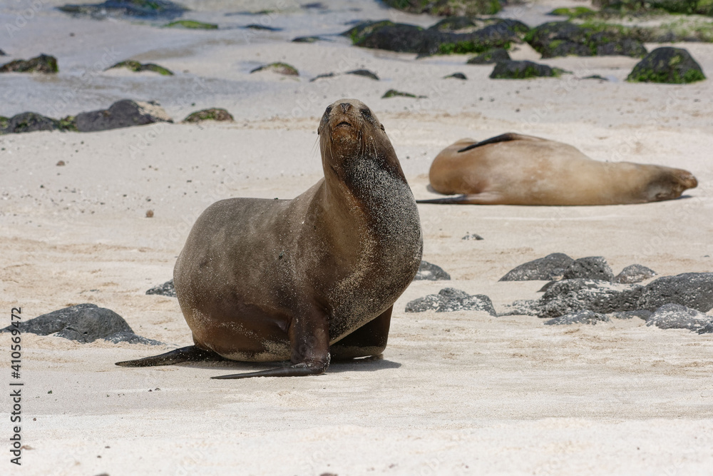 Fototapeta premium Galápagos sea lion (Zalophus wollebaeki) on the beach - San Cristobal Island