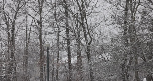 Wallpaper Mural Slow-motion pan of snow flurries falling in front of trees during winter in northeastern Virginia, U.S. Torontodigital.ca