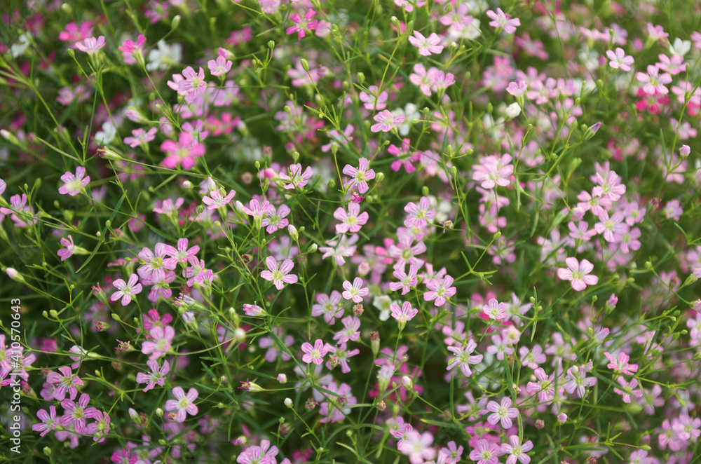 pink flowers  and green leaves with blur