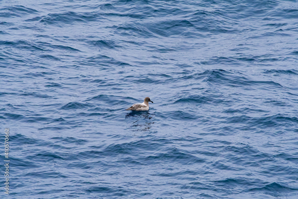 Light-mantled Albatross (Phoebetria palpebrata) in South Atlantic Ocean, Southern Ocean, Antarctica Light-mantled Albatross (Phoebetria palpebrata) in South Atlantic Ocean, Southern Ocean, Antarctica