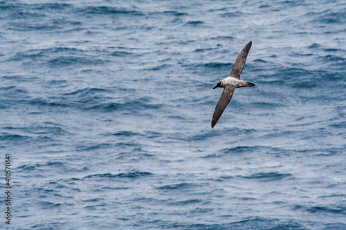 Light-mantled Albatross  Phoebetria palpebrata  in South Atlantic Ocean  Southern Ocean  Antarctica