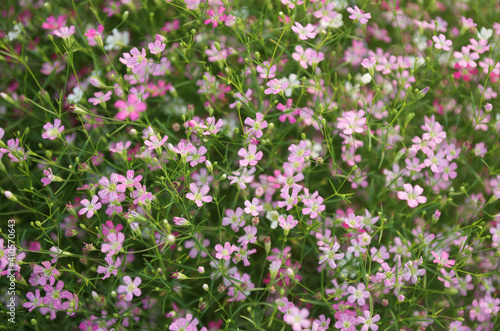 pink flowers and green leaves with blur