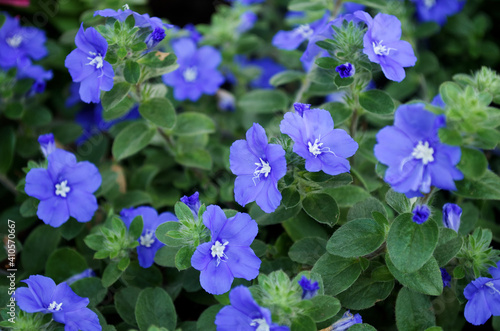 blue flowers and green leaves with blur