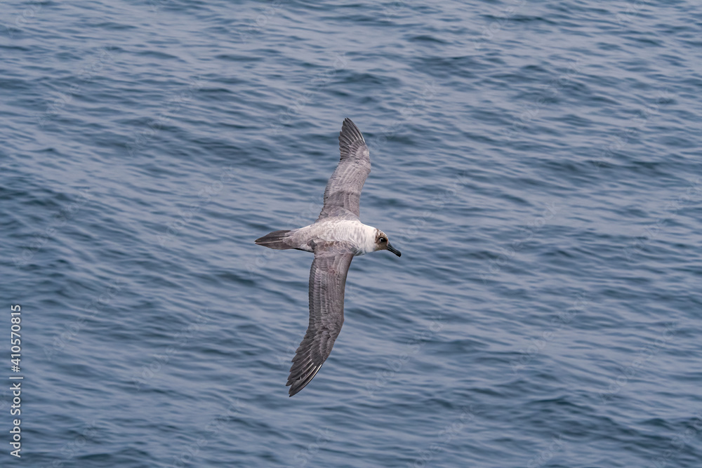 Light-mantled Albatross (Phoebetria palpebrata) in South Atlantic Ocean, Southern Ocean, Antarctica Light-mantled Albatross (Phoebetria palpebrata) in South Atlantic Ocean, Southern Ocean, Antarctica