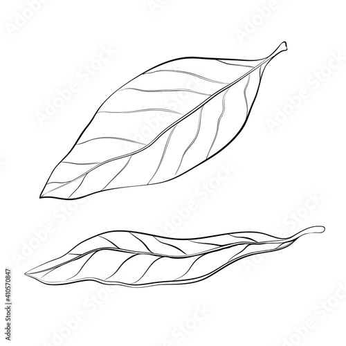 hand drawn bay leaves vector illustration isolated on white. sketch of dry bay leaf set. outline doodle style. dry seasoning laurel. organic, Cooking flavor ingredient, condiment. great for design.