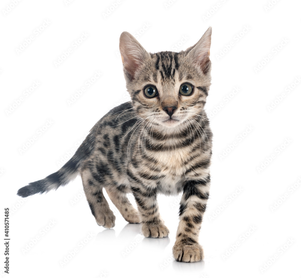 Obraz premium bengal kitten in studio