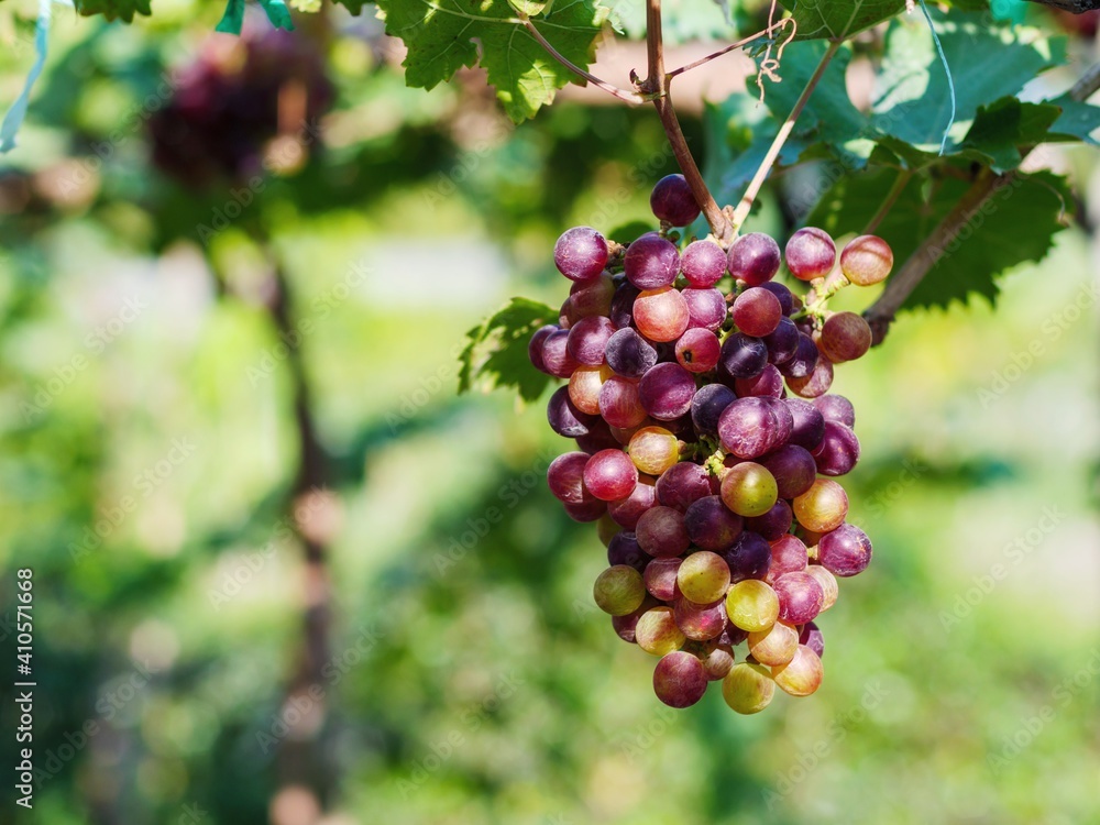 Black Opor Grapes It is a seedless grape with a special flavor that is popular. Of consumers today Black Opor Grapes It is a seedless grape with a special flavor that is popular. Of consumers today