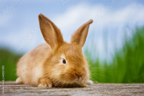 fluffy red rabbit on a nature background