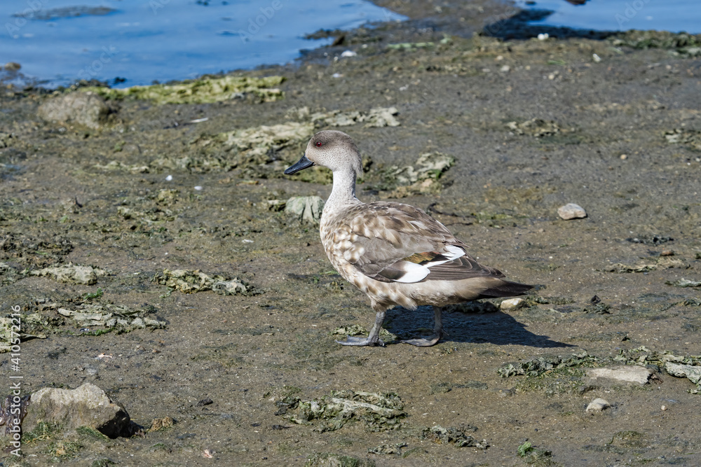Crested Duck (Lophonetta specularioides) in Ushuaia area, Land of Fire (Tierra del Fuego), Argentina