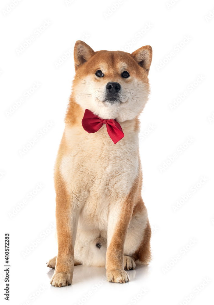shiba inu in studio shiba inu in studio