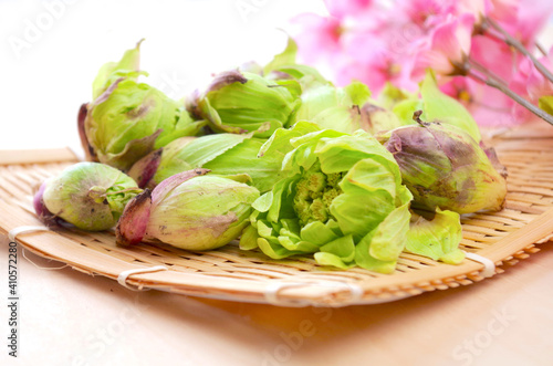 Wallpaper Mural ふきのとう　桜 Torontodigital.ca