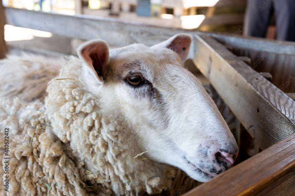 front portrait of a sheep inside barn, shed, next to wooden fence front portrait of a sheep inside barn, shed, next to wooden fence